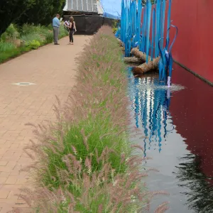Denver Botanic Garden, APGA meeting. Dale Chihuly scuplture with Pennisteum