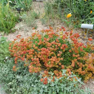 Denver Botanic Garden, APGA meeting, Eriogonum umbellatum v. Porterii
