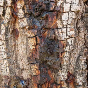 New Meadow Coast Live Oak showing Foamy Bark Canker Disease