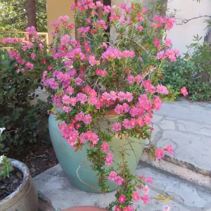 Mimulus (monkey flower)varieties and Eriogonum (wild buckwheat) in pots on the steps in front of the SBBG library