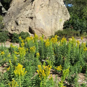 Solidago canadensis