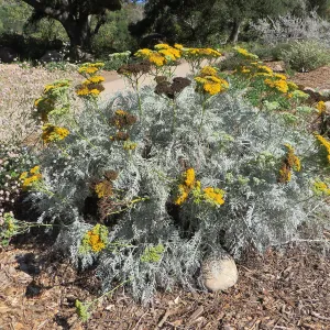 Eriophyllum Canyon Silver