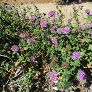 Monardella Russian River