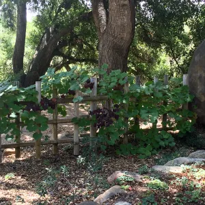 SBBG Tea House, Grape vine with unusual burgundy foliage