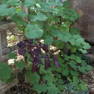 SBBG Tea House, Grape vine with unusual burgundy foliage