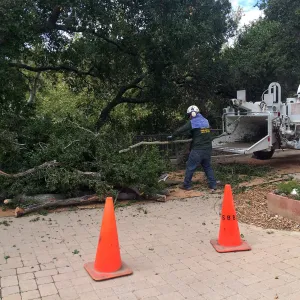 SBBG, removal of fire damage oak, Home Demo Garden