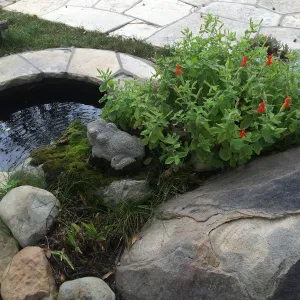 Lobelia cardinalis HDG