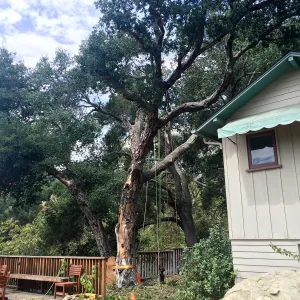 SBBG, Removal of fire damaged oak in Home Demo Garden