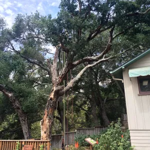 SBBG, Removal of fire damaged oak in Home Demo Garden