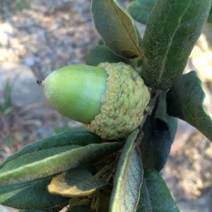 Acorn of Quercus tomentella