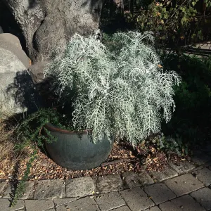 Eriophyllum Canyon Silver