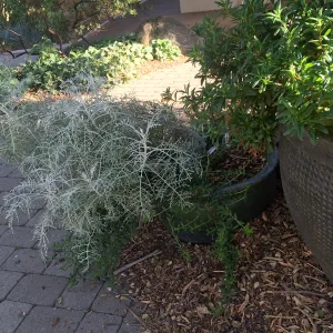 Eriophyllum Canyon Silver