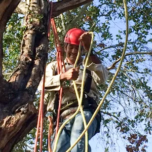 Removal of fire damaged oak behind Home Demo Garden deck. Manuel Gonzales