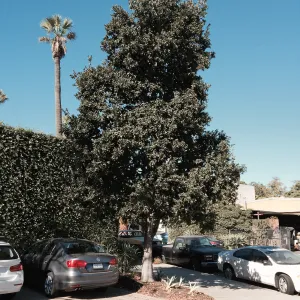 Quercus tomentella at Susan van Atta property