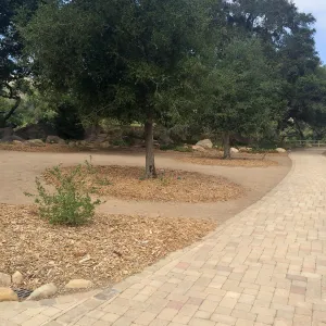 Quercus agrifolia (Coastal Live Oak) , progress of newly planted trees