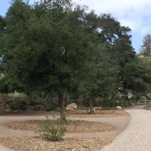 Quercus agrifolia (Coastal Live Oak), progress of newly planted trees