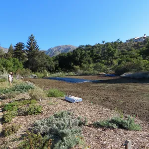 Solarization of the Meadow