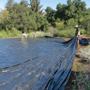 Solarization of the Meadow