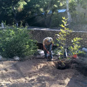 Replanting Platanus racemosa at the Bridge on Mission Canyon Road for SWIP reveg. Manuel Gonzales