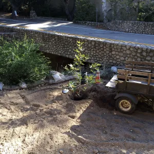 Replanting Platanus racemosa at the Bridge on Mission Canyon Road for SWIP reveg