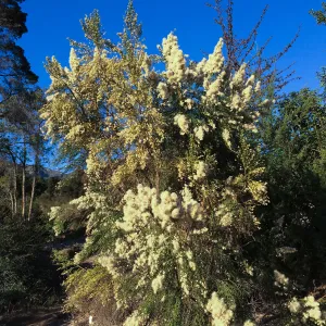 Baccharis sarothroides