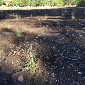 Planting Bouteloua gracilis in the Meadow after solarization