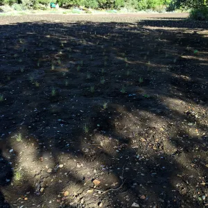 Planting Bouteloua gracilis in the Meadow after solarization