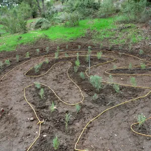 Newly planted Maze