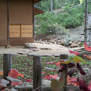 Grape vine at Tea House