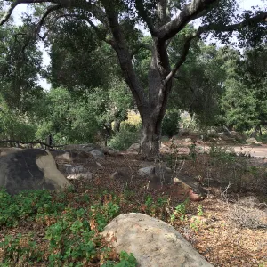 Meadow Oaks