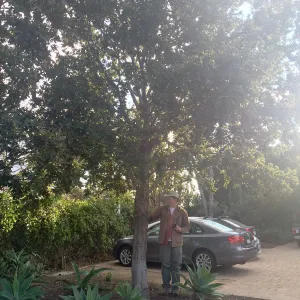 Susan van Atta property, Quercus tomentella