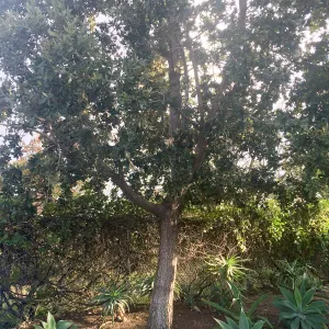 Susan van Atta property, Quercus tomentella