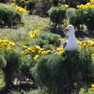 Anacapa Island Trip 2016-05, Seagulls, Coreopsis gigantea