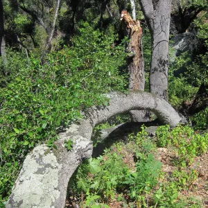 Fallen oak in Wooded Dell by Campbell Bridge