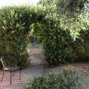 Betsy's Garden, Rhus integrifolia hedge