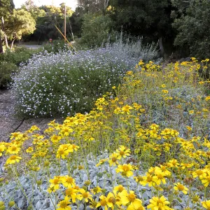 Tunnel Road Triangle, Encelia farinosa and Verbena Paseo Rancho