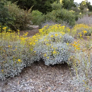 Tunnel Road Triangle, Encelia farinosa