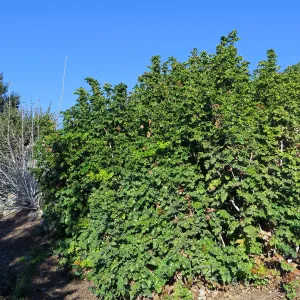 Parking lot bank, Berberis aquifolium