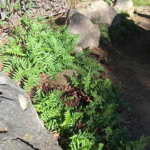 Polypodium californicum