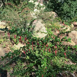 Ribes speciosum in Arroyo