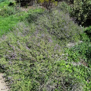 Salvia (Sage) Emerald Cascade on Porter Trail