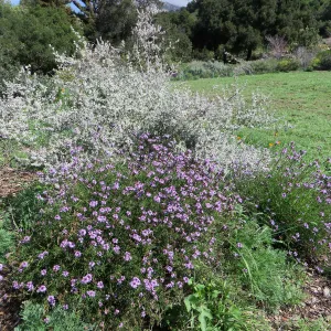 Hyptis Sliver Lining Verbena de la Mina