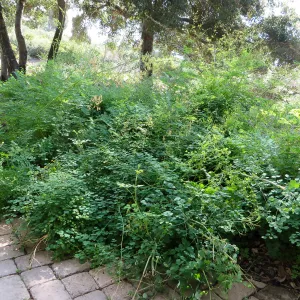 Meadow rue, Thalictrum polycarpum in Meadow View