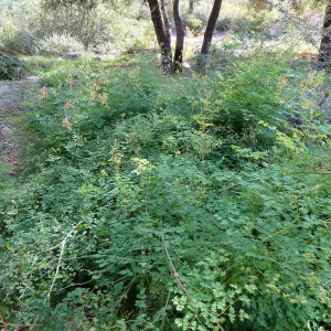 Meadow rue, Thalictrum polycarpum in Meadow View
