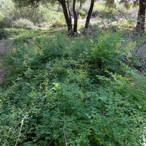 Meadow rue, Thalictrum polycarpum in Meadow View