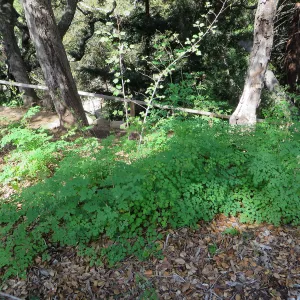 Meadow rue, Thalictrum polycarpum in Meadow View