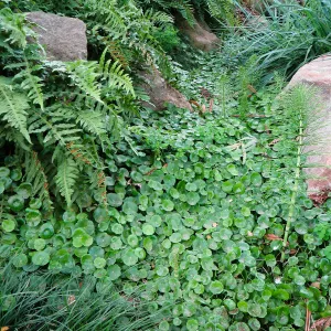 Hydrocotyl and Polypodium californicum, near entrance