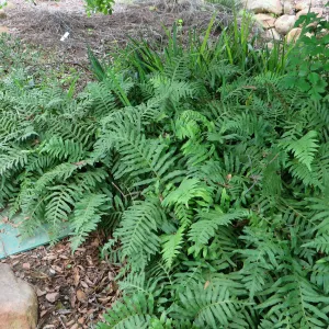 Polypodium, Manzanita Section