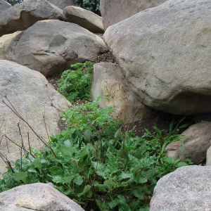 Boulders in Manzanita Section