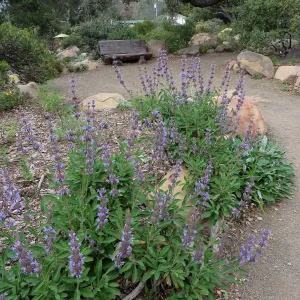 Salvia Dara's Choice, Manzanita Section